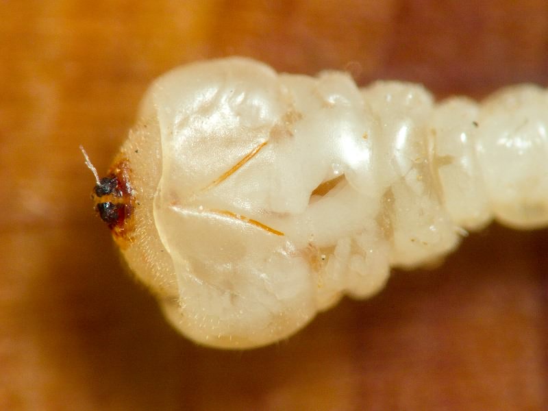 Anthaxia mamaj Pliginski, 1924